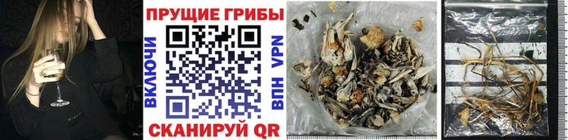 Псилоцибиновые грибы Cubensis  Купить где  Зверево 